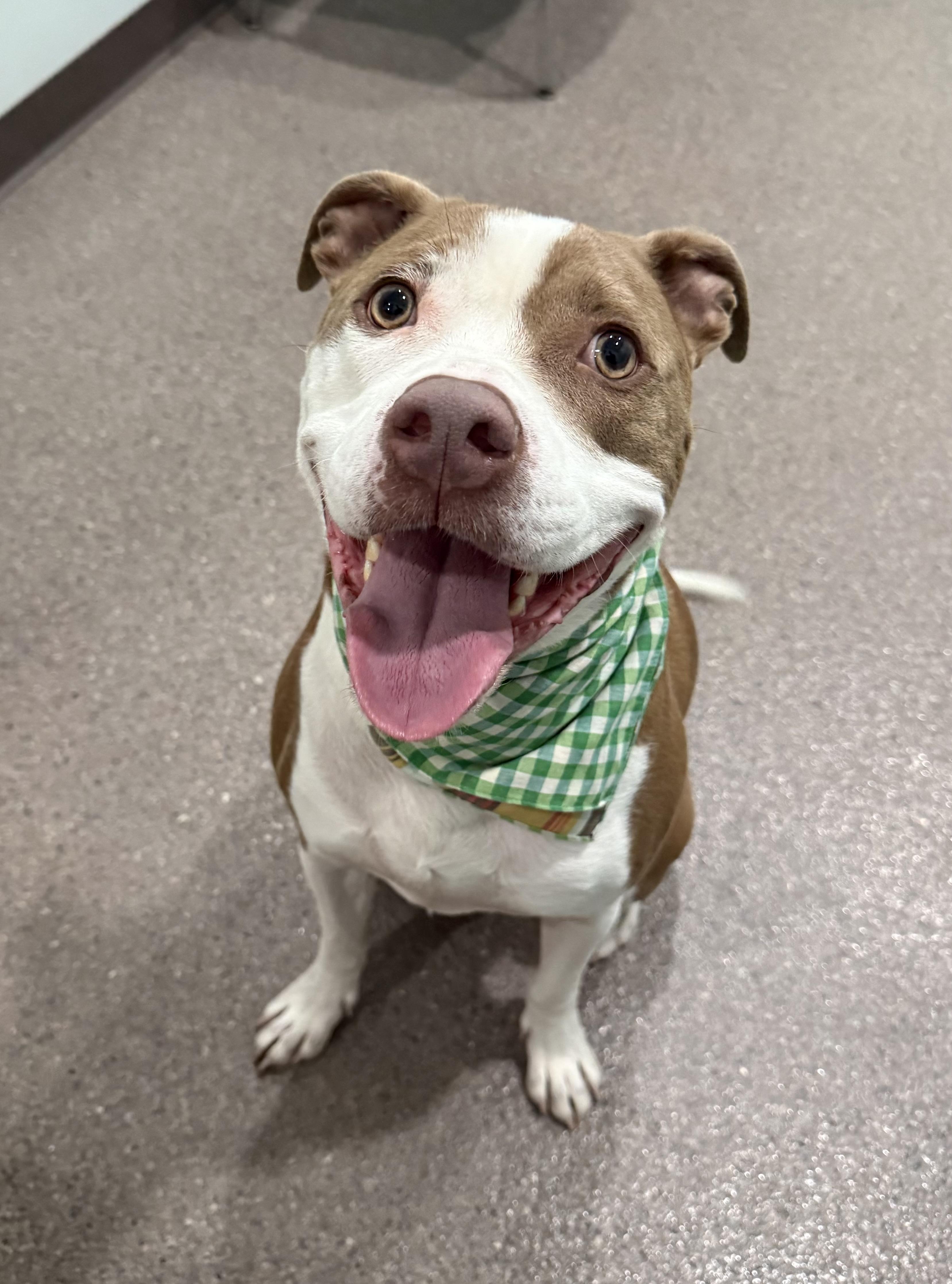 Enlarge Blu, a Adoptable mixed breed in Sault Sainte Marie, MI image 1/3