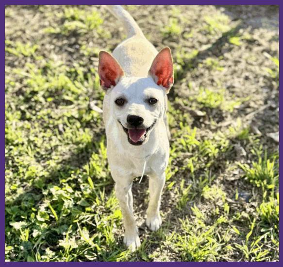 Enlarge Little Man, an adopted mixed breed in Steamboat Springs, CO image 1/1