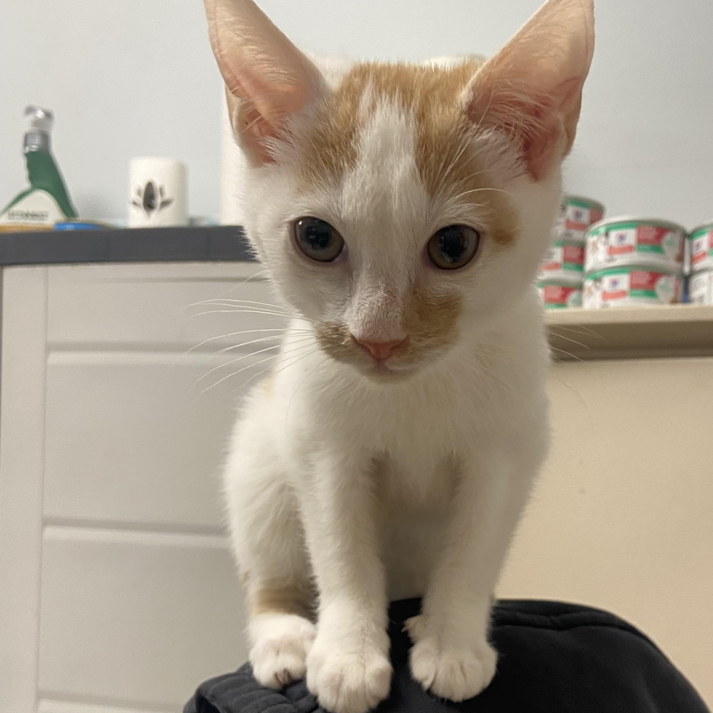 Phineous , Adoptable, Kitten Male Domestic Short Hair.