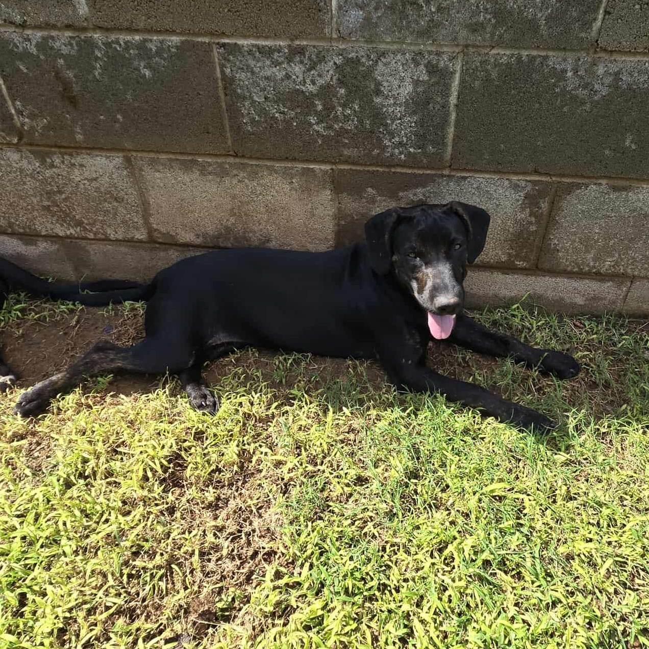 Bebe