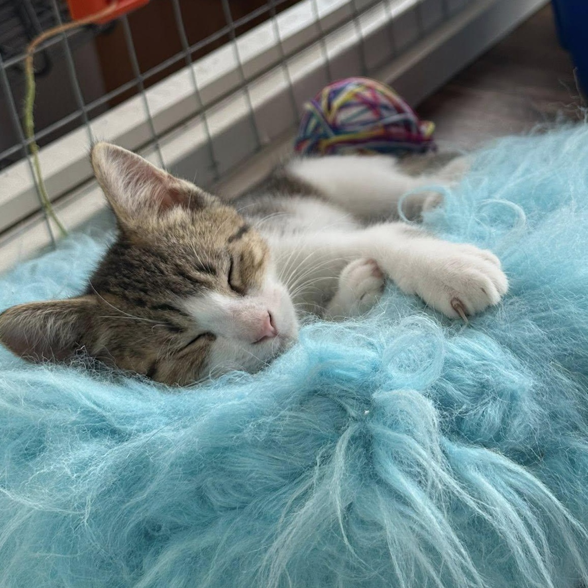 Elora and Emory *Bonded Pair*