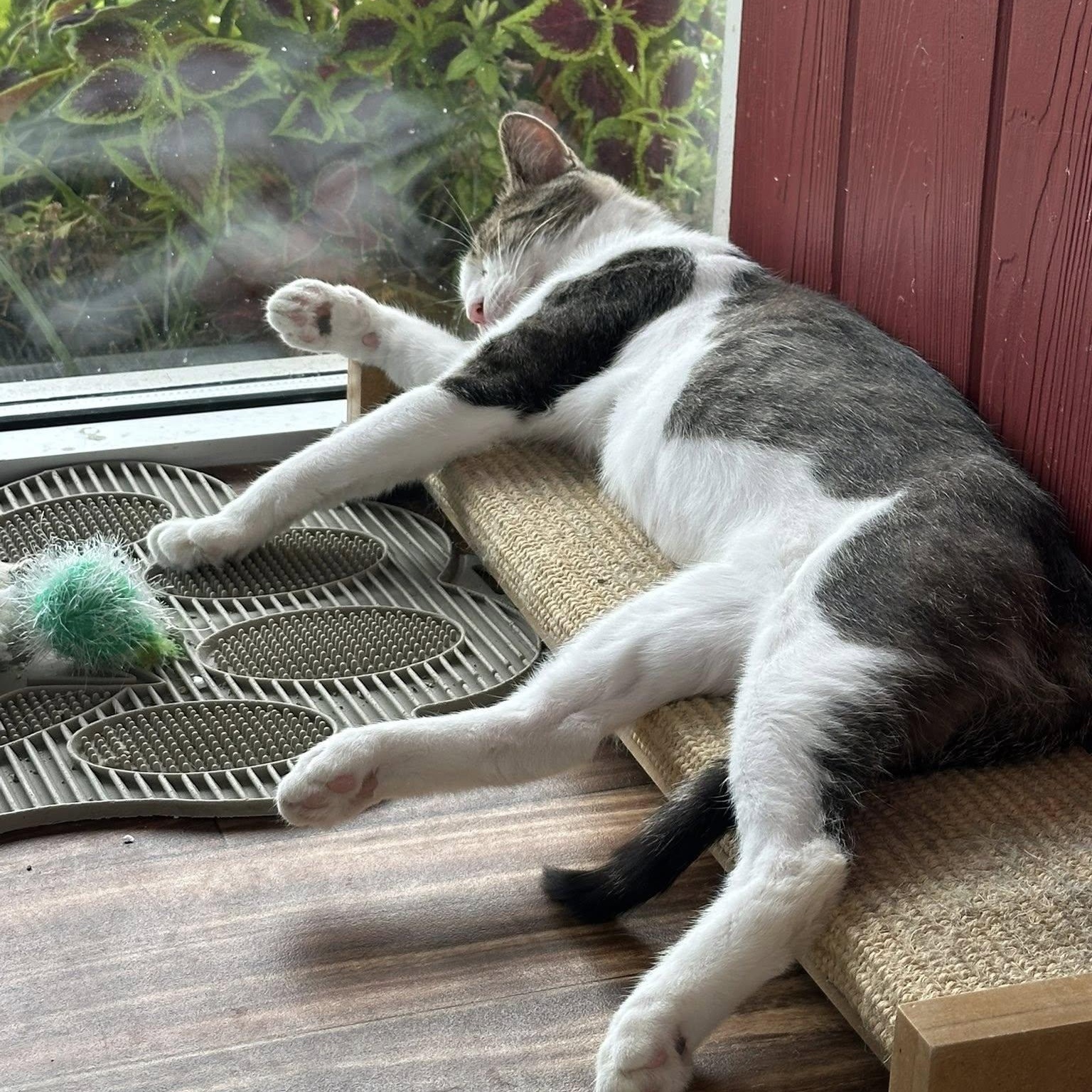 Elora and Emory *Bonded Pair*