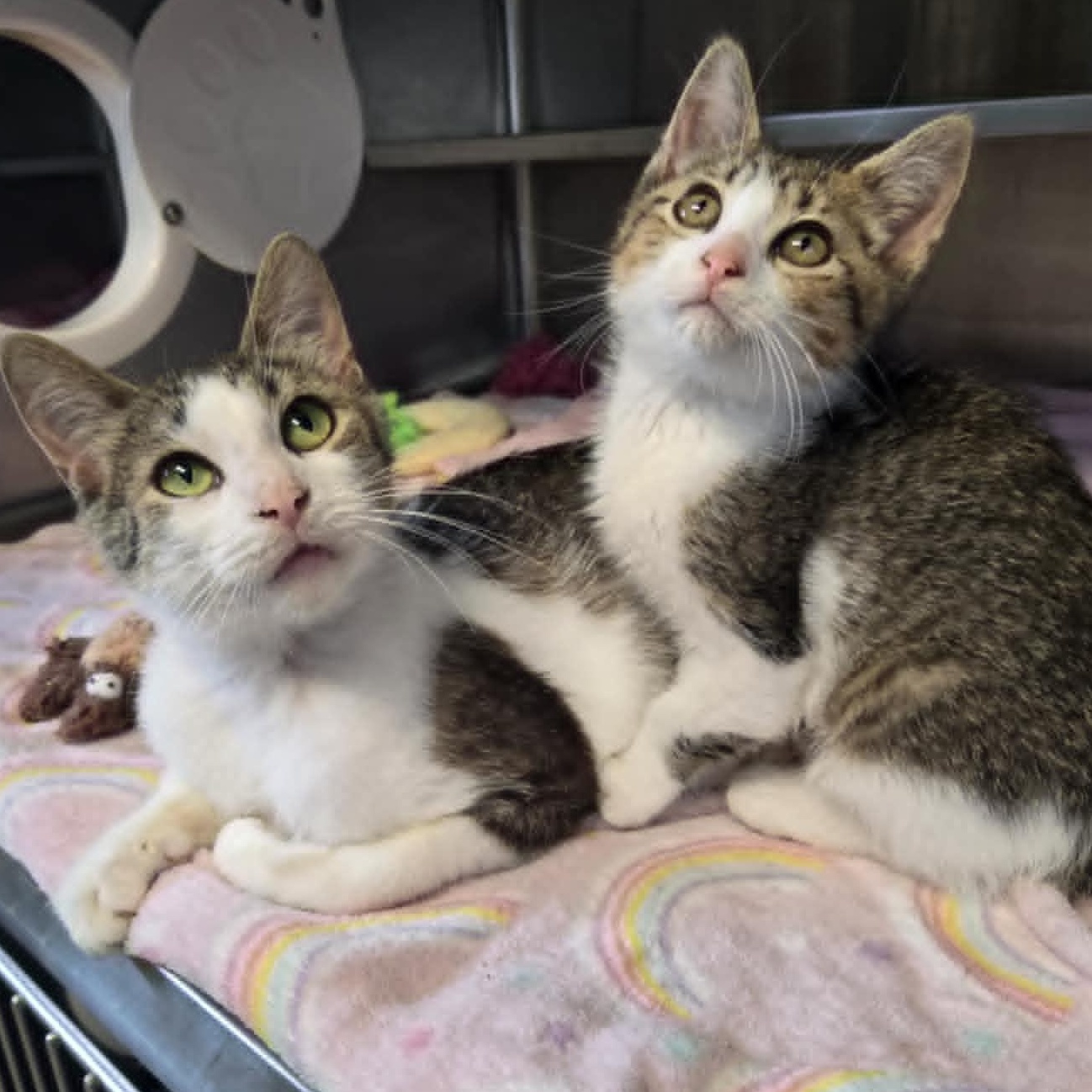 Elora and Emory *Bonded Pair*