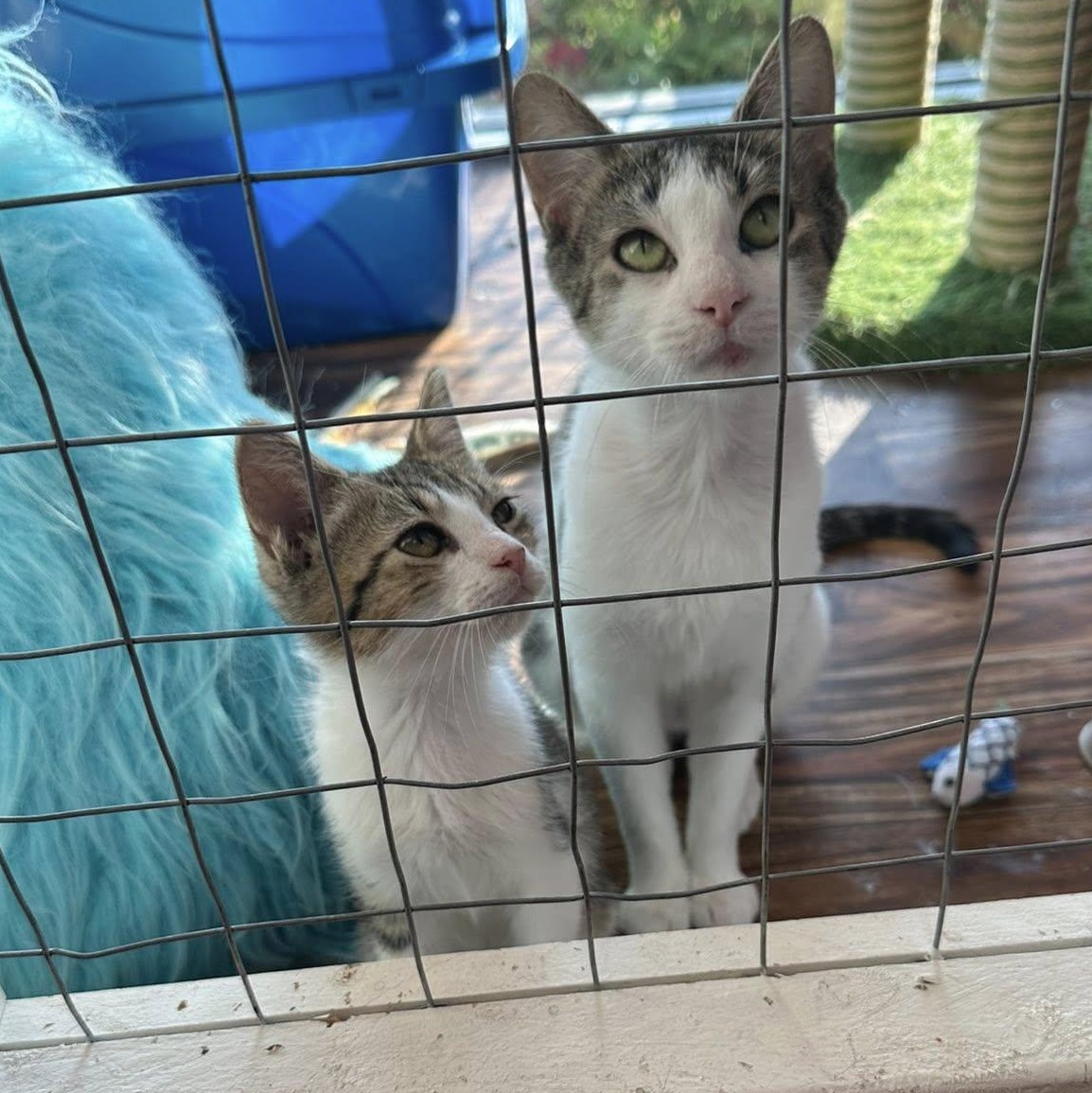 Elora and Emory *Bonded Pair*