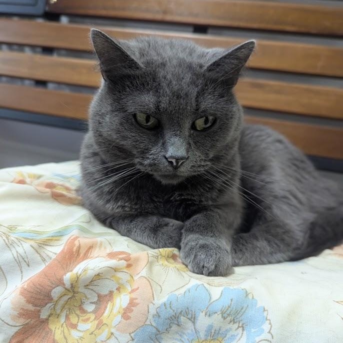 Enlarge Gracie, a Adopted Domestic Short Hair in Blue Earth, MN image 2/4