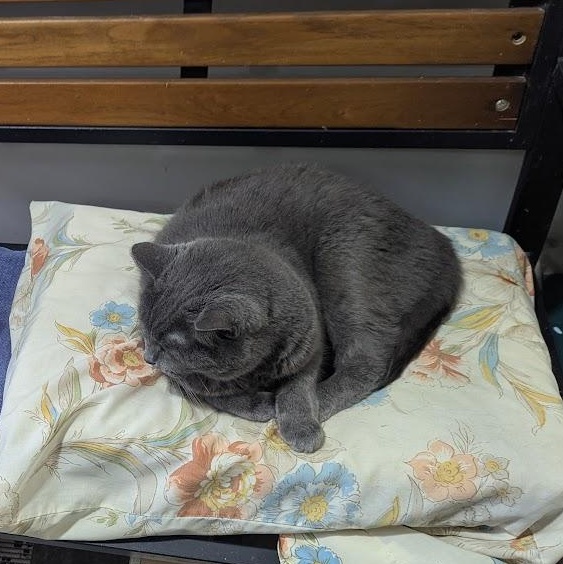 Enlarge Gracie, a Adopted Domestic Short Hair in Blue Earth, MN image 4/4