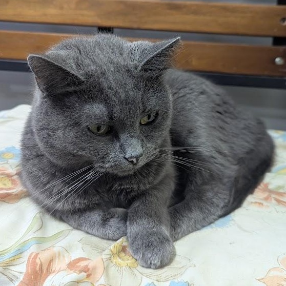Enlarge Gracie, a Adopted Domestic Short Hair in Blue Earth, MN image 3/4