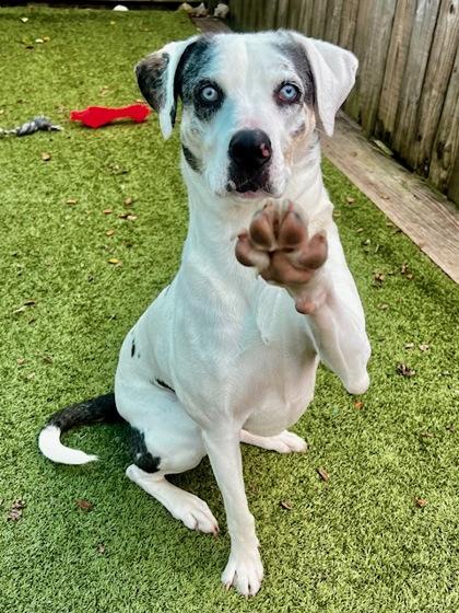 Daisy, a Adoptable mixed breed in Port Saint Joe, FL image 1/3