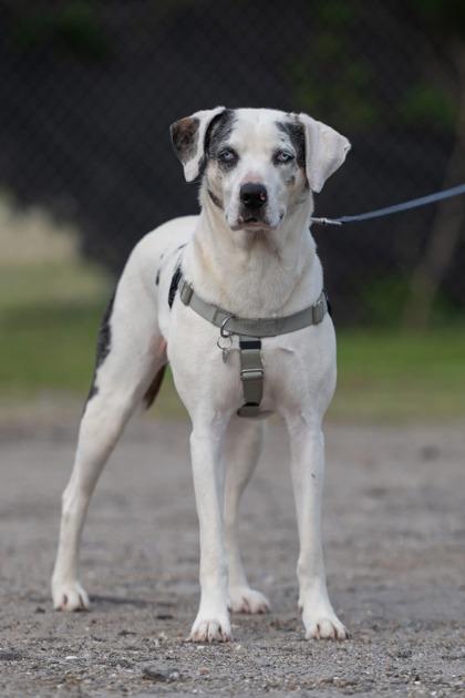 Daisy, a Adoptable mixed breed in Port Saint Joe, FL image 2/3