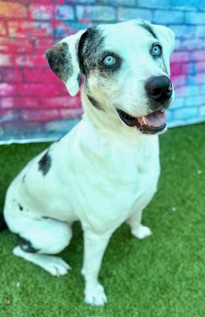 Daisy, a Adoptable mixed breed in Port Saint Joe, FL image 2/3