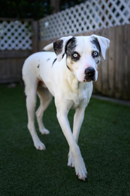 Daisy, a Adoptable mixed breed in Port Saint Joe, FL image 3/3