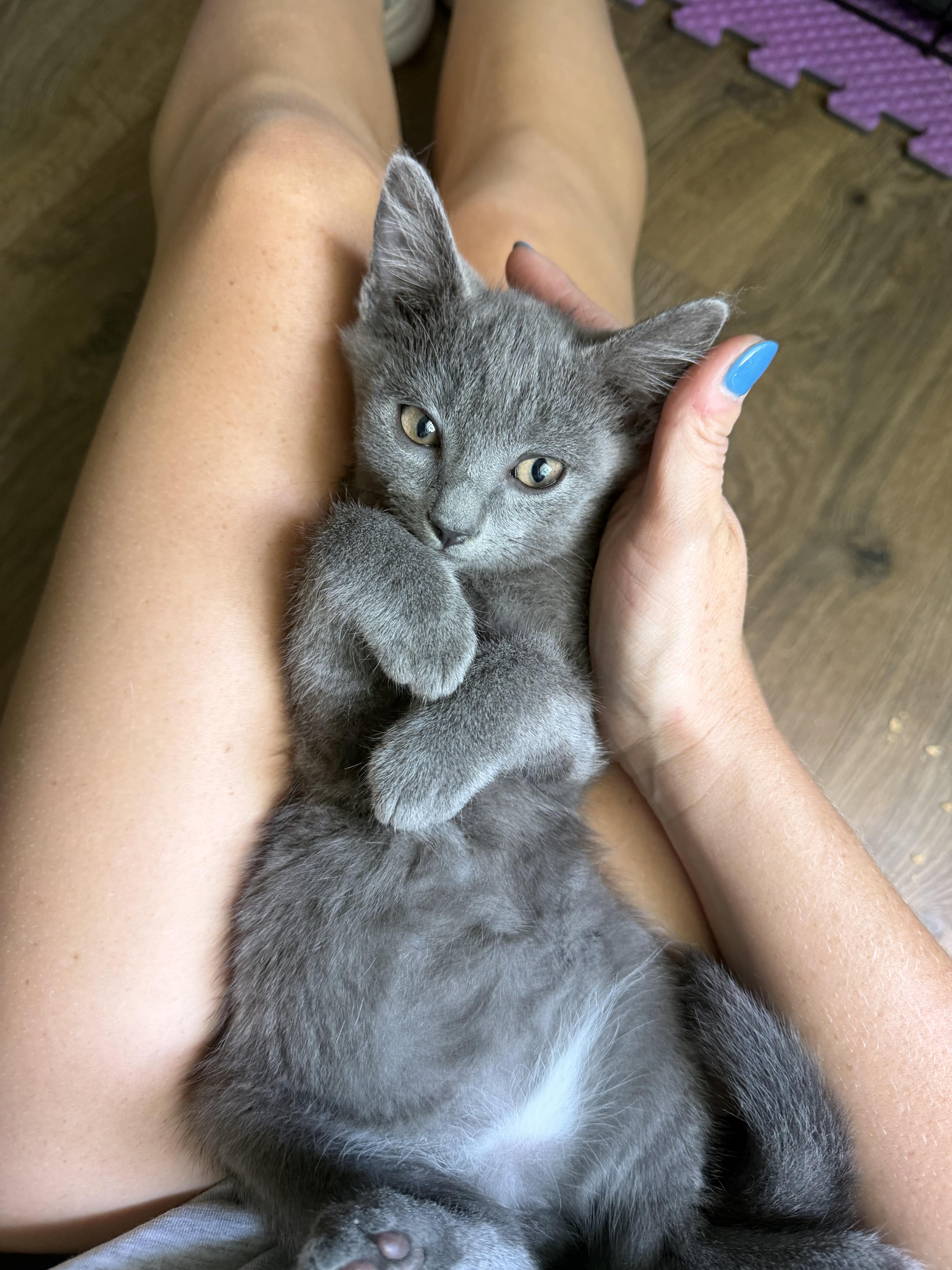 Willie, Adoptable, Kitten Male Domestic Short Hair.