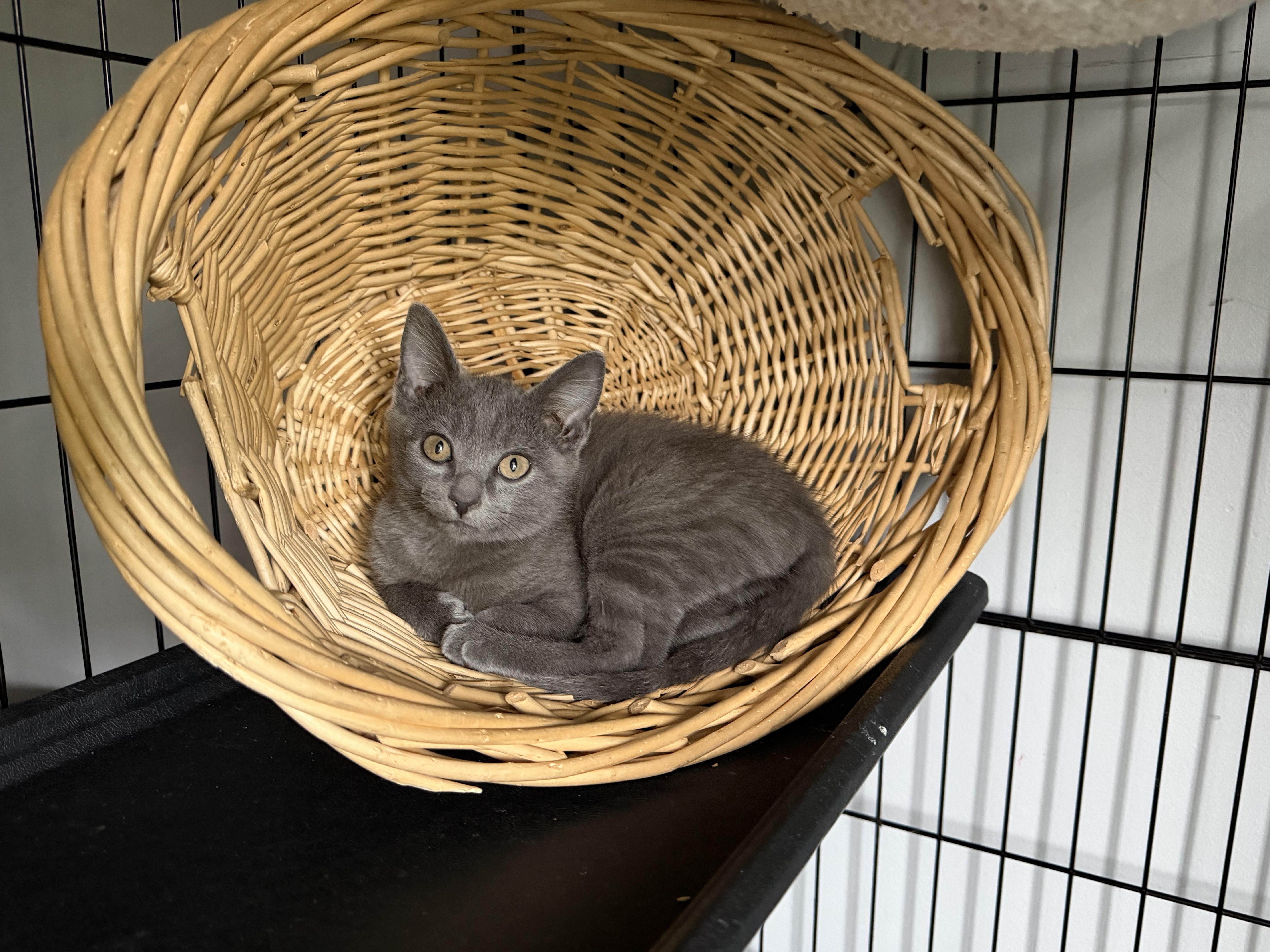 Enlarge Willie, a Adoptable mixed breed in Goodlettsville, TN image 2/2