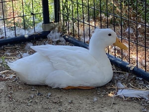 Enlarge Madcap, a Adoptable mixed breed in Escondido, CA image 1/1
