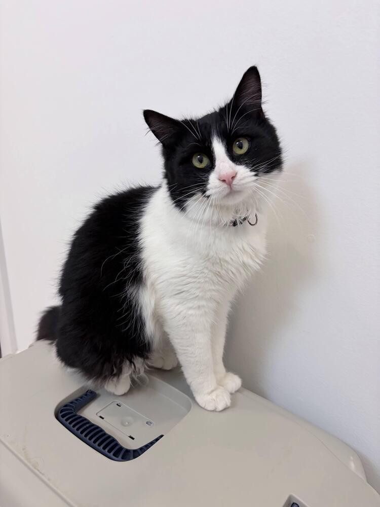 Trixie, a Adoptable mixed breed in Pacifica, CA image 1/6