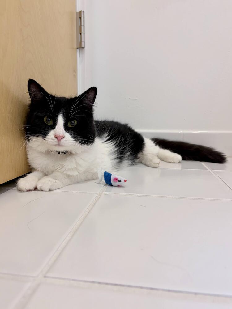 Trixie, a Adoptable mixed breed in Pacifica, CA image 2/6