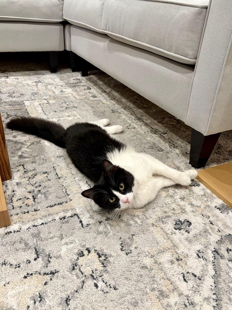 Trixie, a Adoptable mixed breed in Pacifica, CA image 3/6