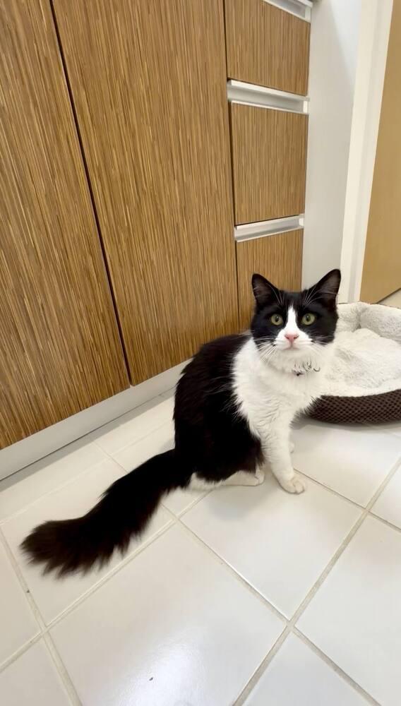 Trixie, a Adoptable mixed breed in Pacifica, CA image 5/6