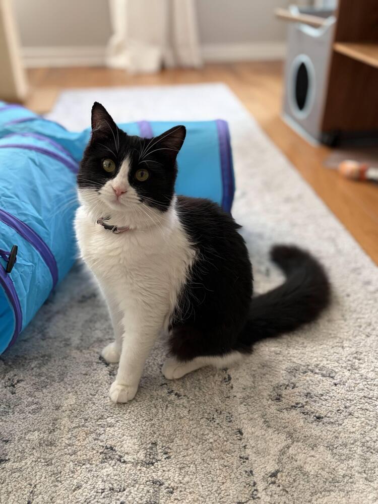 Trixie, a Adoptable mixed breed in Pacifica, CA image 6/6