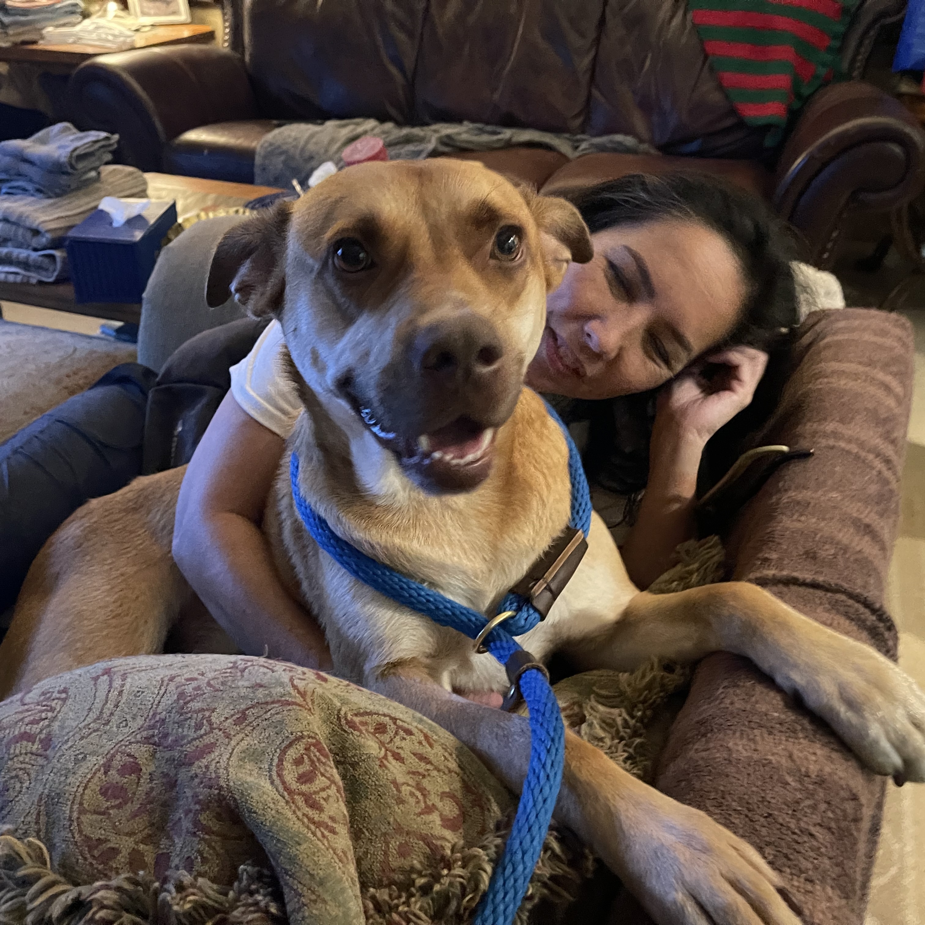 Enlarge KOBE (AKA Kobert/Koberton), a Adoptable mixed breed in Franklin, MA image 1/7