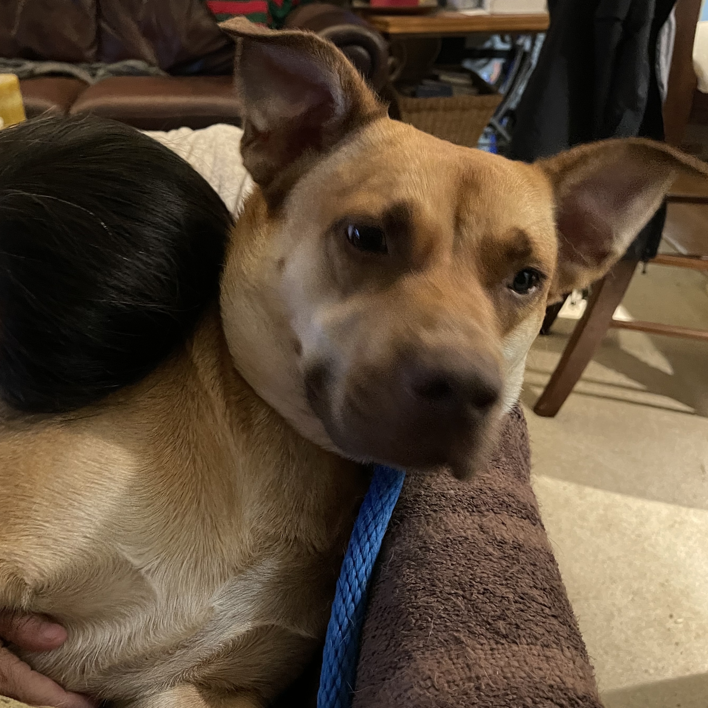 KOBE (AKA Kobert/Koberton), Adoptable, Young Male Mixed Breed & Pit Bull Terrier.