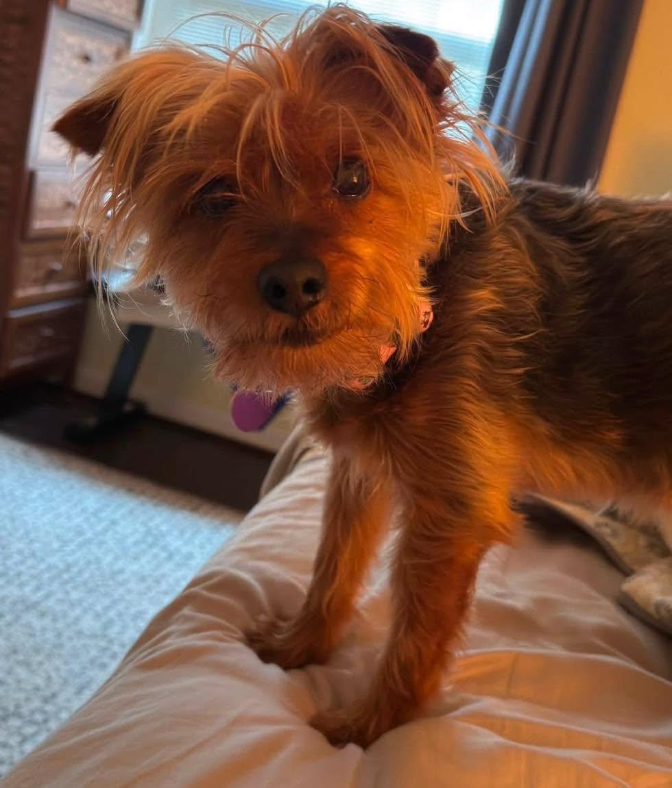 Enlarge Talia, a Adopted Yorkshire Terrier in Rockville, MD image 5/6