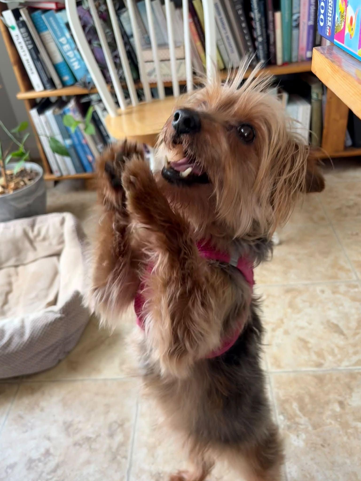 Enlarge Talia, a Adopted Yorkshire Terrier in Rockville, MD image 3/6