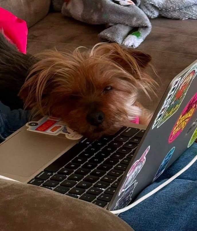 Enlarge Talia, a Adopted Yorkshire Terrier in Rockville, MD image 2/6