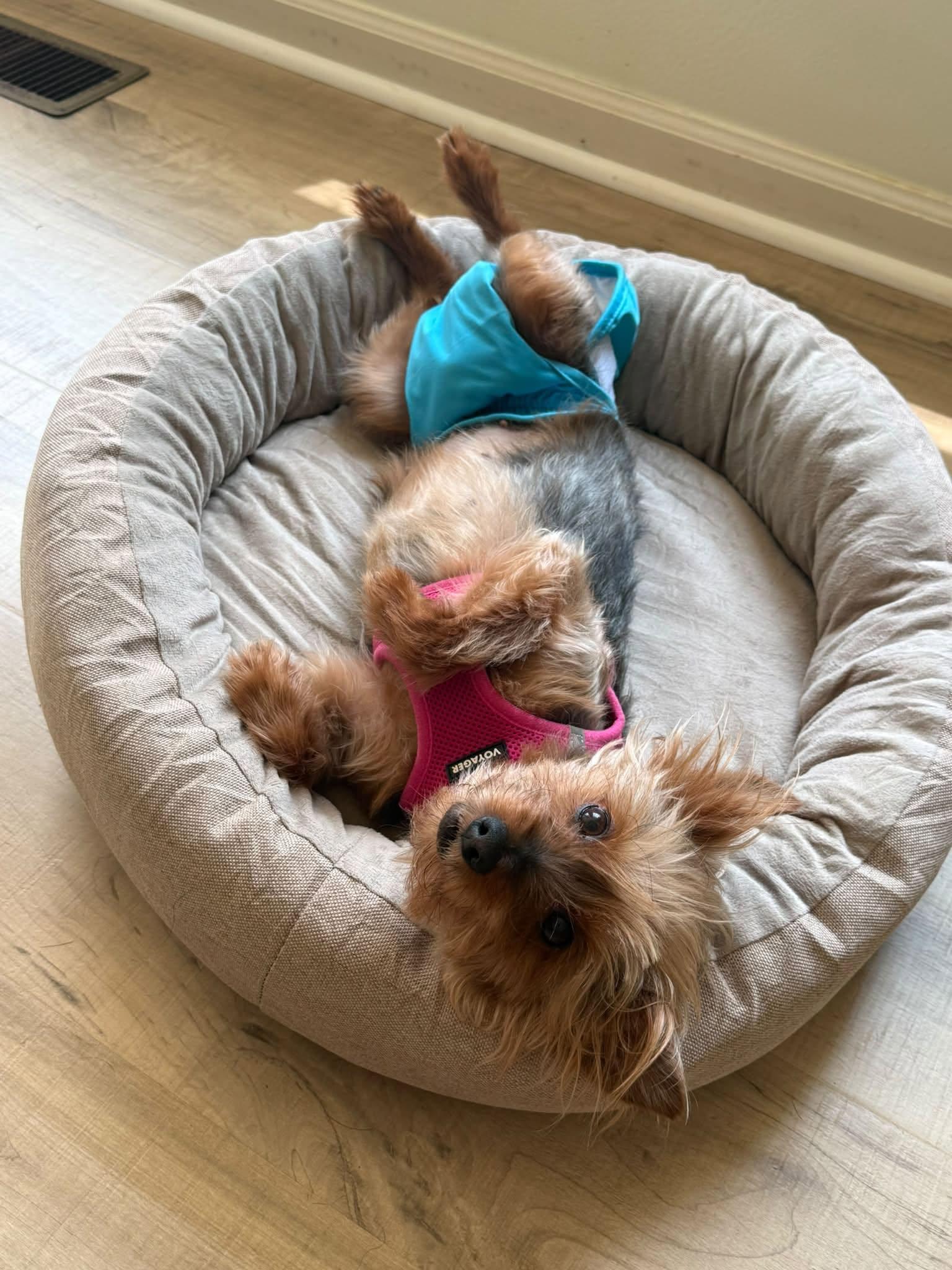 Enlarge Talia, a Adopted Yorkshire Terrier in Rockville, MD image 6/6