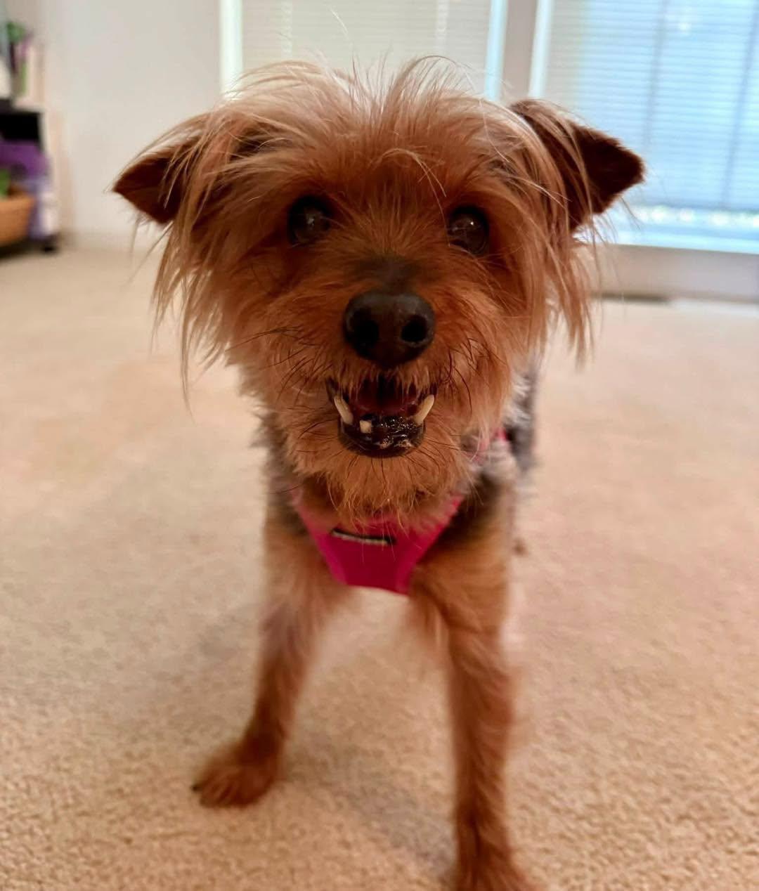 Talia, Adopted, Senior Female Yorkshire Terrier.