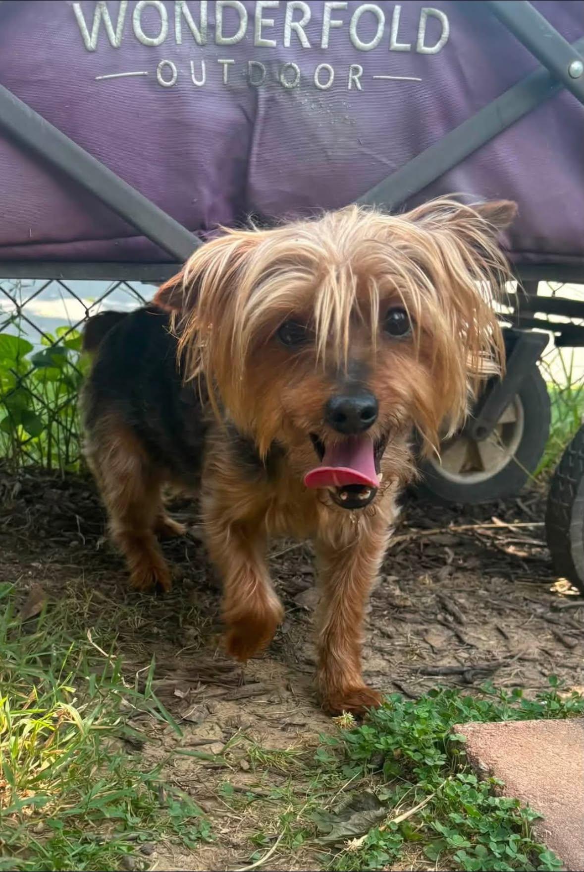 Enlarge Talia, a Adopted Yorkshire Terrier in Rockville, MD image 4/6