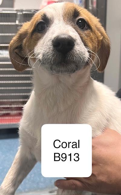 Enlarge Coral, a ADOPTABLE Cattle Dog in Morganton, NC image 1/1