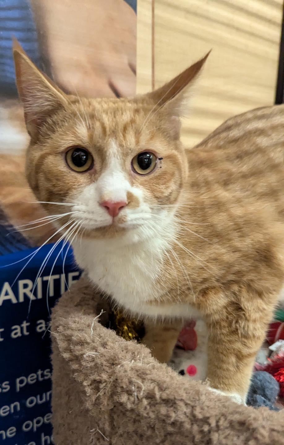 Enlarge Quincy, a ADOPTABLE Domestic Short Hair in Noblesville, IN image 2/3