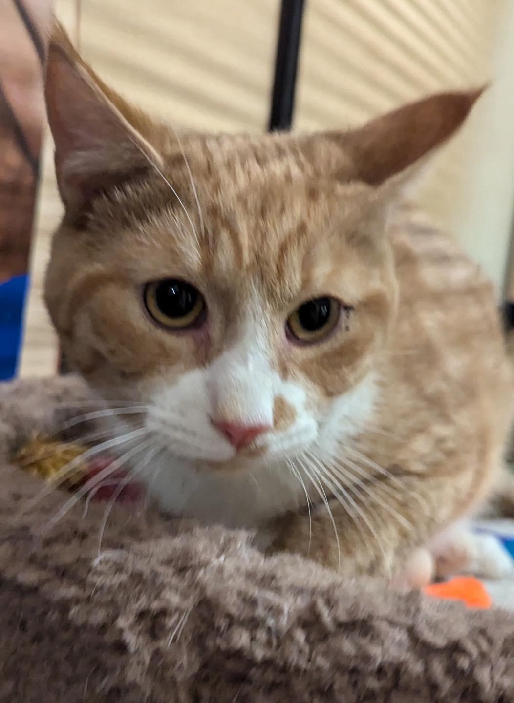 Enlarge Quincy, a ADOPTABLE Domestic Short Hair in Noblesville, IN image 3/3