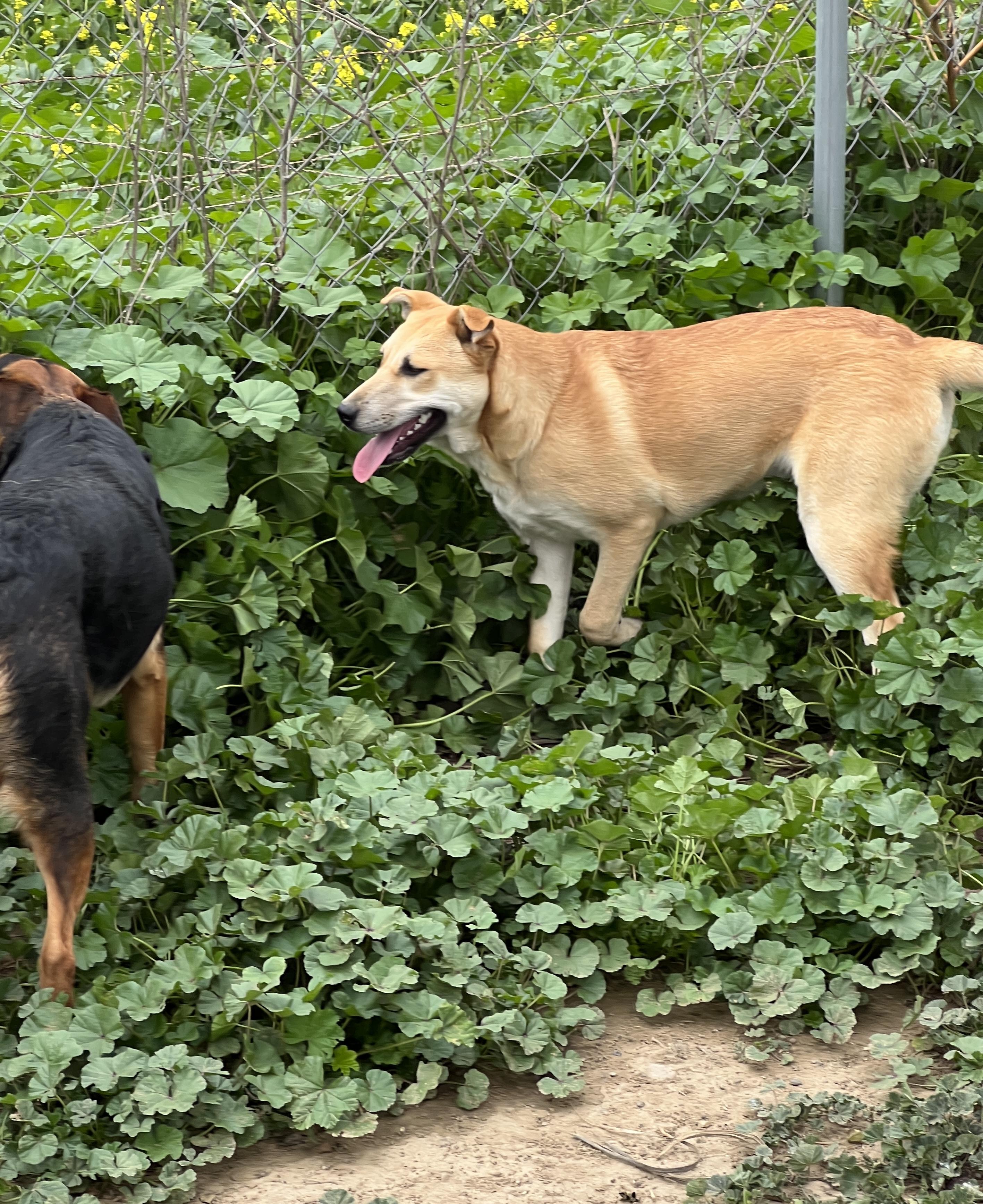 Cookie, a Adoptable Carolina Dog in Carlsbad, CA image 3/4