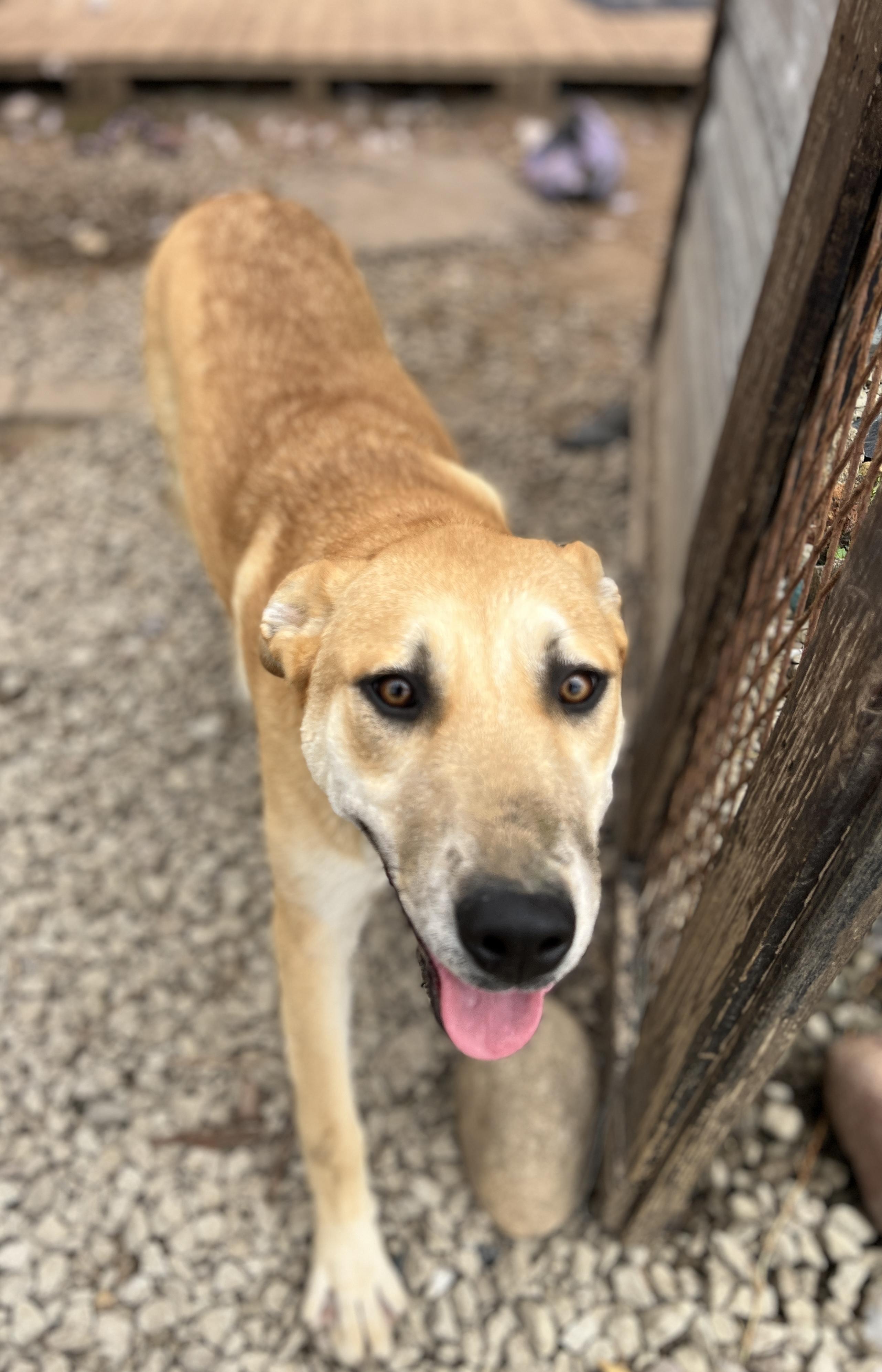Cookie, a Adoptable Carolina Dog in Carlsbad, CA image 2/4