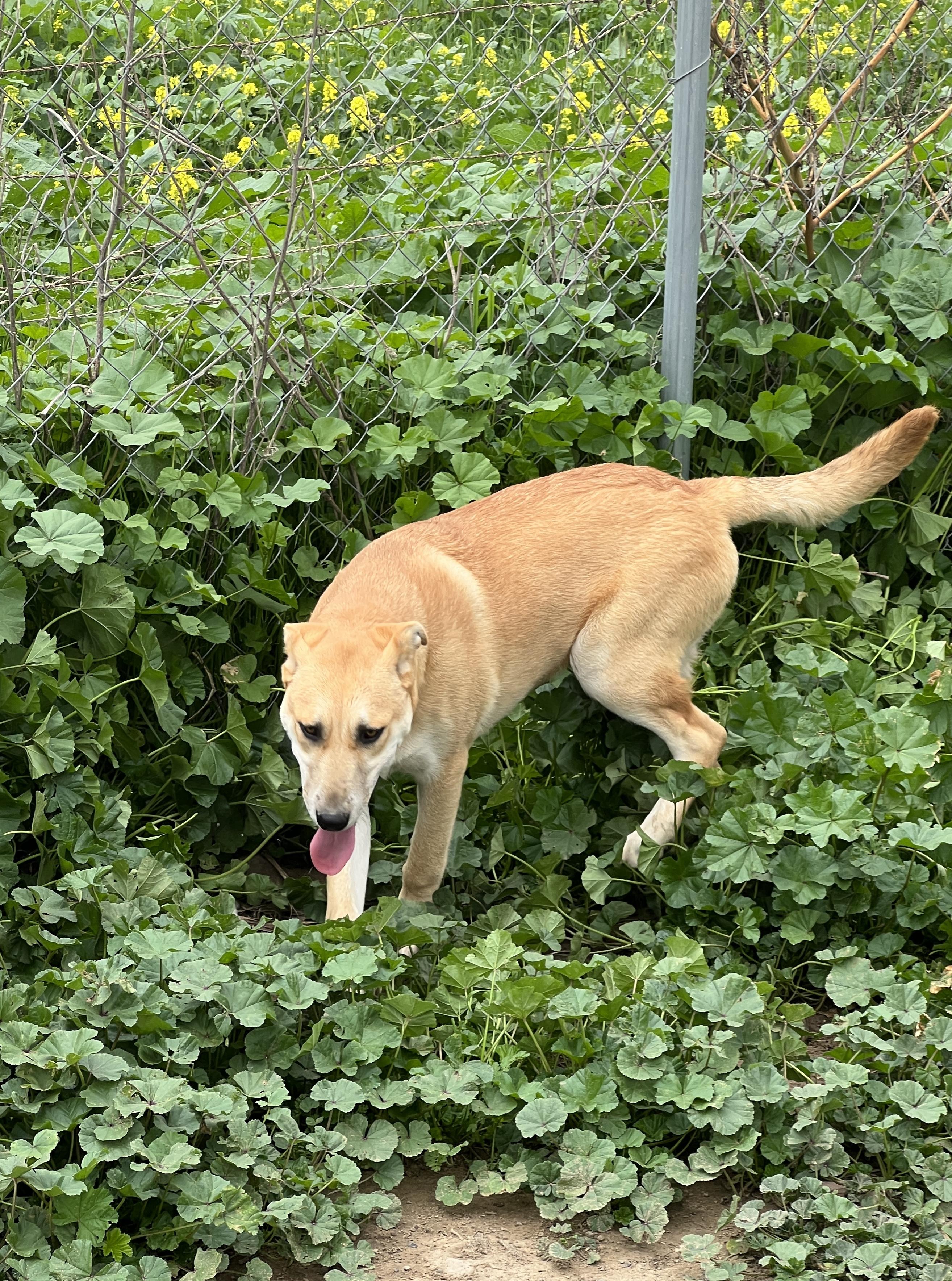 Cookie, a Adoptable Carolina Dog in Carlsbad, CA image 4/4
