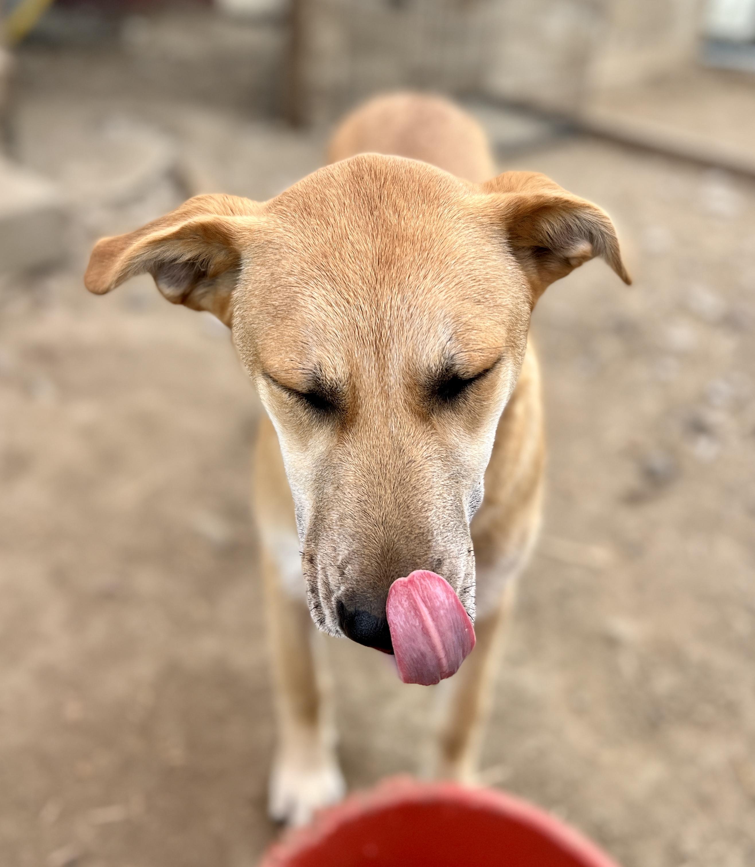 Cookie, a Adoptable Carolina Dog in Carlsbad, CA image 1/4