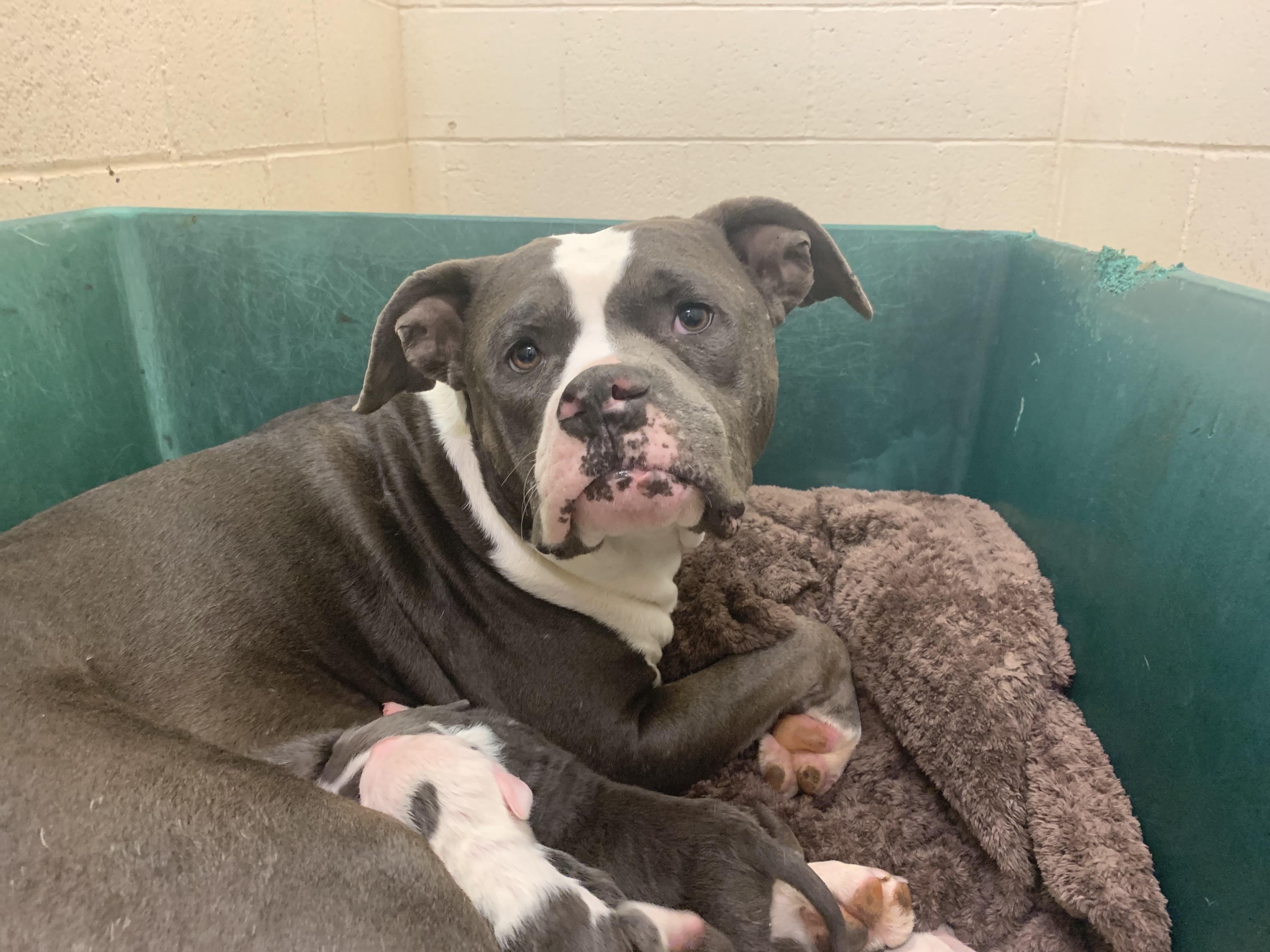 Mama Jingle, ADOPTABLE, Adult Female Pit Bull Terrier.