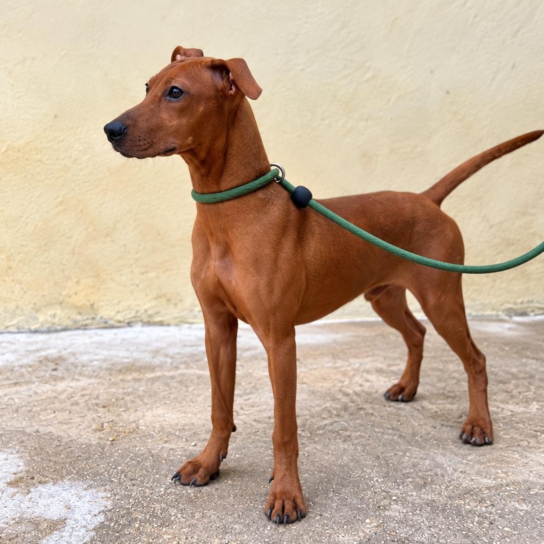 Enlarge Fanny, a Adoptable mixed breed in New York, NY image 2/6