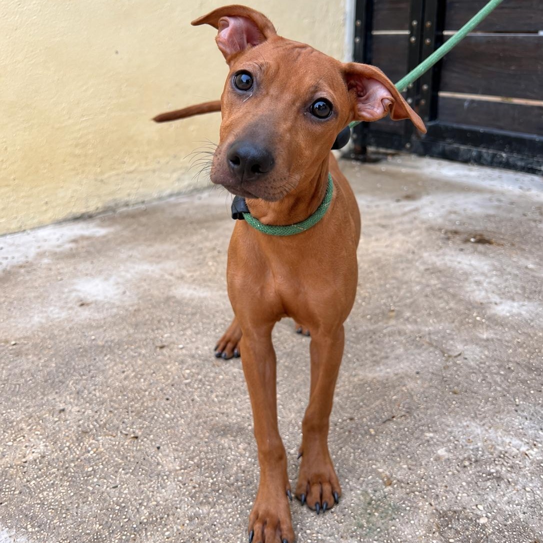 Fanny, Adoptable, Young Female Hound & Whippet.