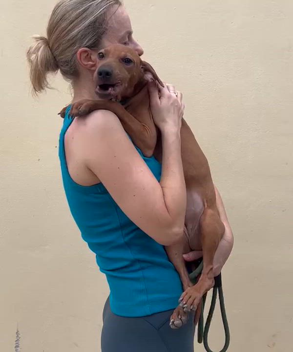 Enlarge Fanny, a Adoptable mixed breed in New York, NY video 4/6