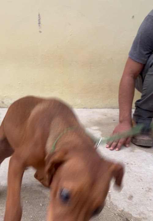 Enlarge Fanny, a Adoptable mixed breed in New York, NY video 5/6