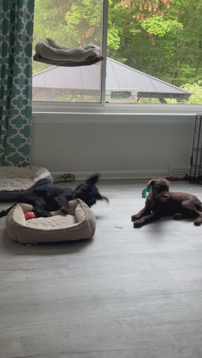 Enlarge Raven, a Adopted mixed breed in BLOOMINGTON, NY video 1/6