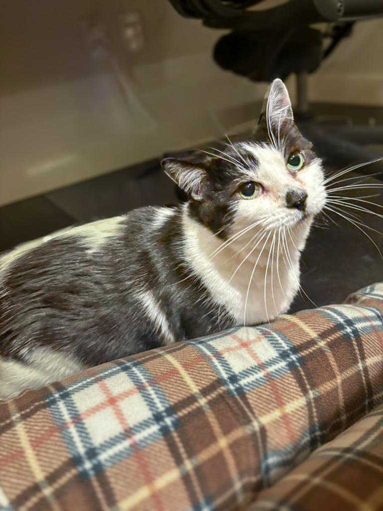 Enlarge Earl of Furball, a Adoptable mixed breed in Calgary, AB image 1/5