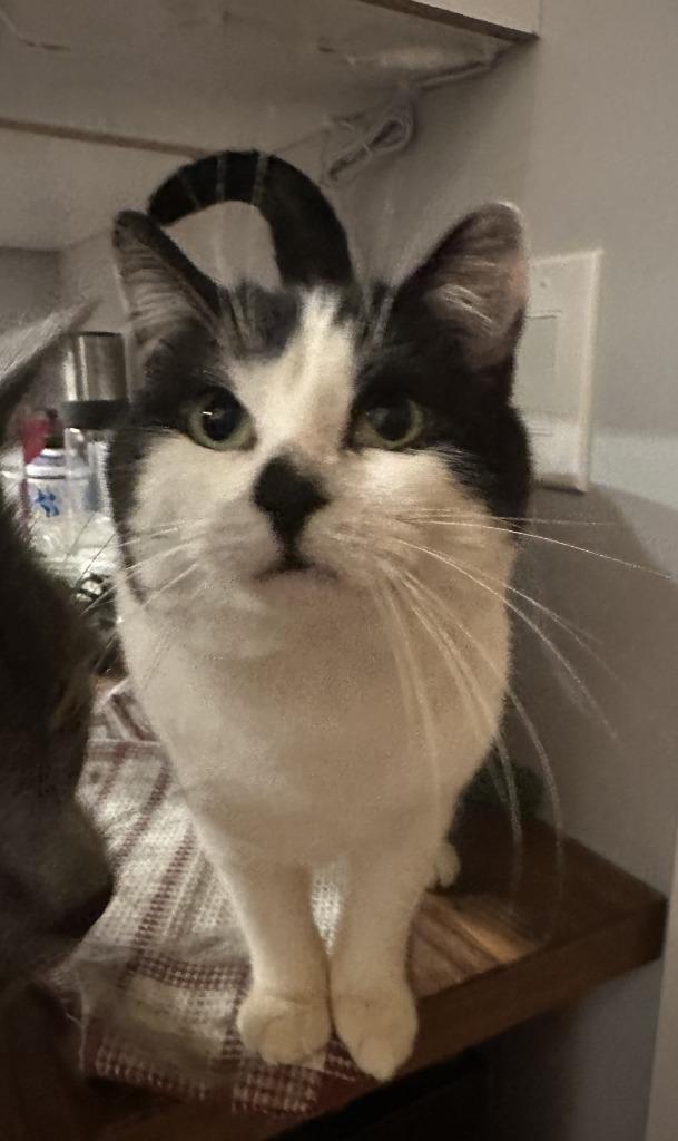 Earl of Furball, Adoptable, Adult Male Domestic Short Hair.