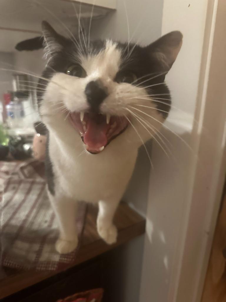 Enlarge Earl of Furball, a Adoptable mixed breed in Calgary, AB image 2/3