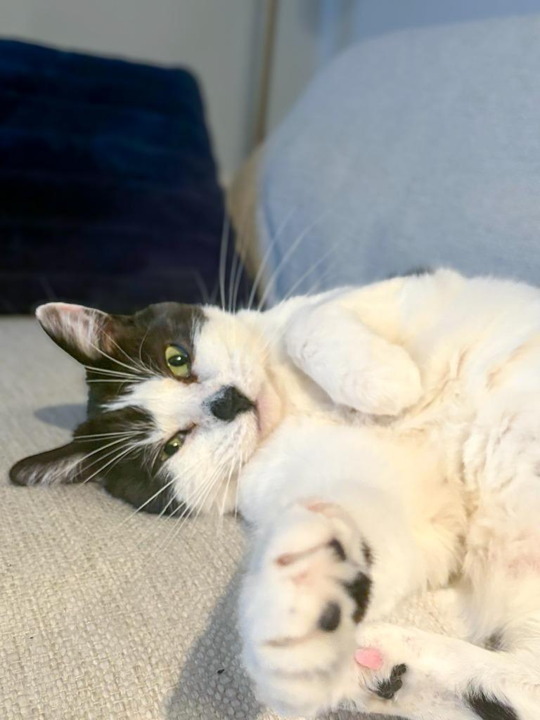 Enlarge Earl of Furball, a Adoptable mixed breed in Calgary, AB image 2/5