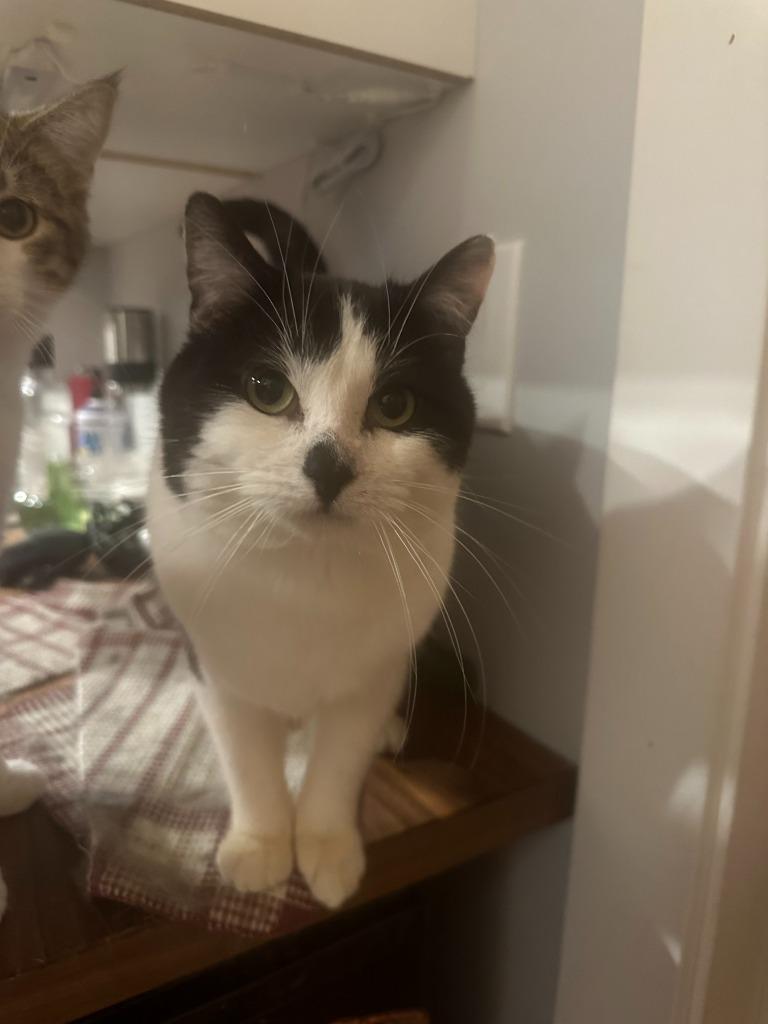 Enlarge Earl of Furball, a Adoptable mixed breed in Calgary, AB image 4/5