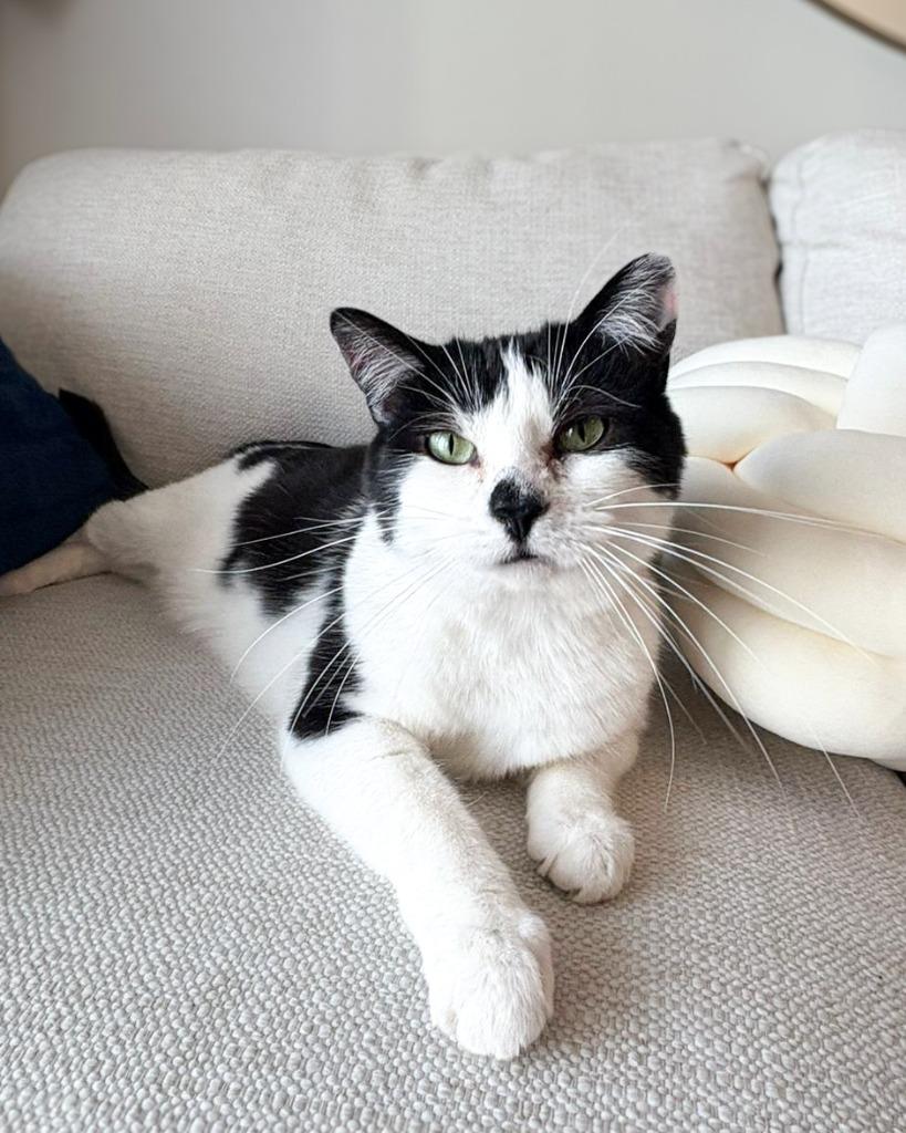 Enlarge Earl of Furball, a Adoptable mixed breed in Calgary, AB image 5/5